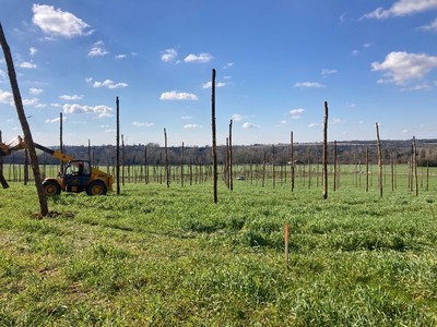 hardwood poles 8 meters height for hop field