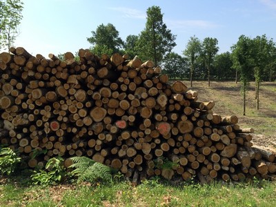 Chestnut hardwood lumber from south France coppice